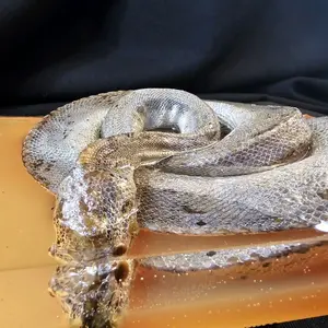 Mummified ball python in resin glows in the dark Decor Artistic