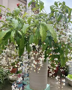 30 drooping jasmine seeds, jasmine seed planting, horticultural aromatic plants, home evergreen silver jasmine garden, balcony flower, non genetically modified