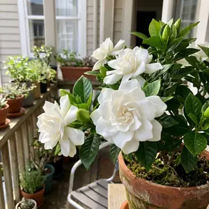 Gardenia Flower Seeds for Planting Indoor Outdoor Balcony Decoration High Survival Rate Fragrant White Bloom Seeds for Home Garden