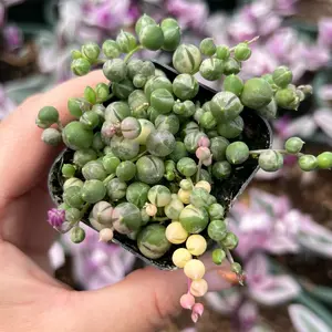 2” String of Pearls Variegated