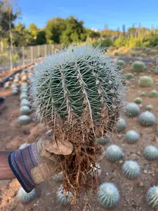 White Spine Barrel Cactus - Echinocactus Grusonii Albispinus