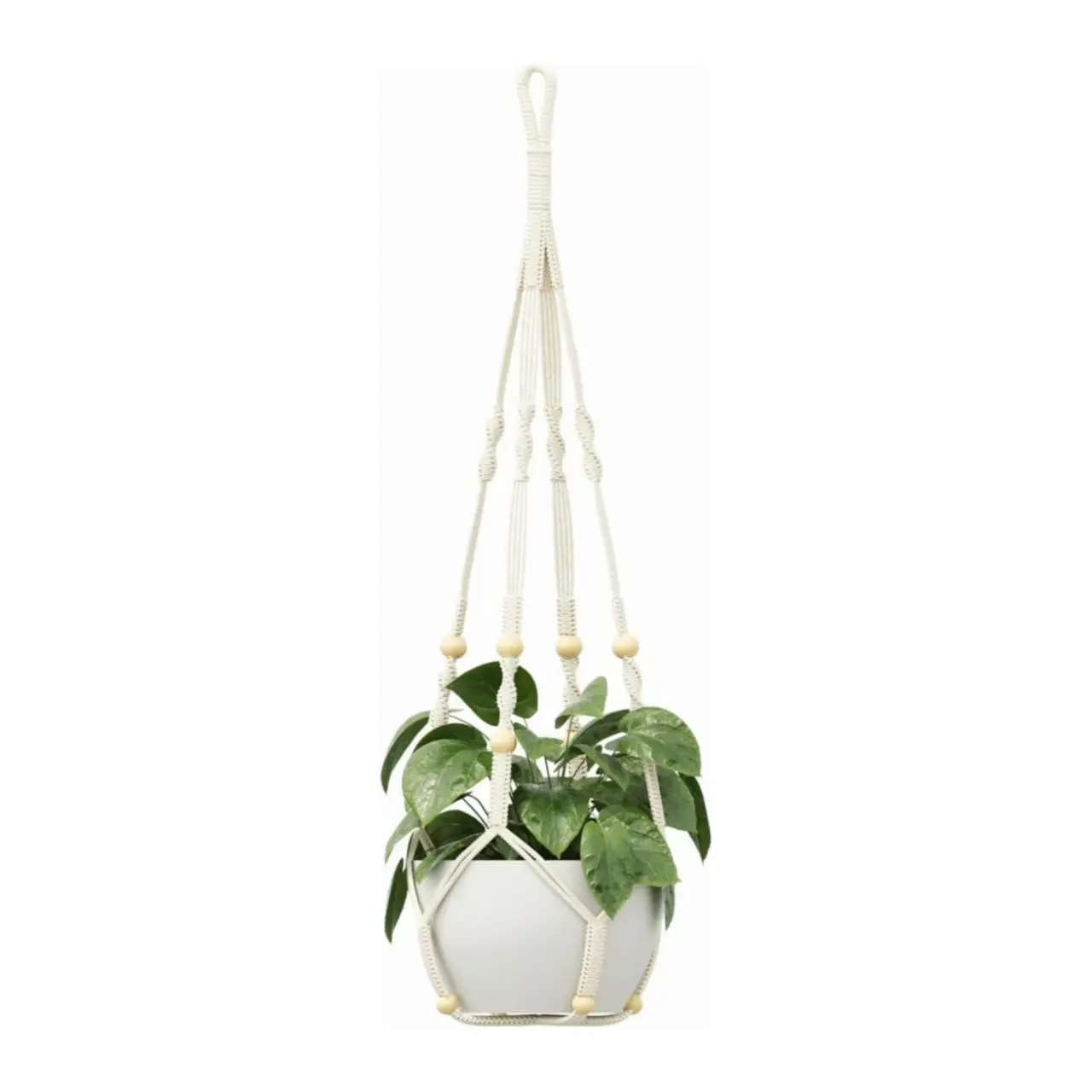 cast iron plant care indoors Cast Iron Plant
