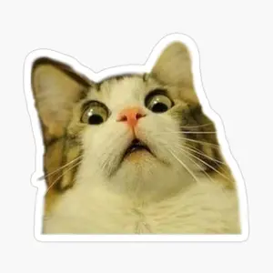 Meme Cat Photo Sticker ,Meme Sticker, funny Stickers, Water Bottle Sticker