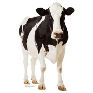 Cow Life-Size Cardboard Stand-Up