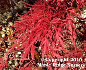 Acer palmatum 'Inaba shidare' Dwarf Japanese Maple