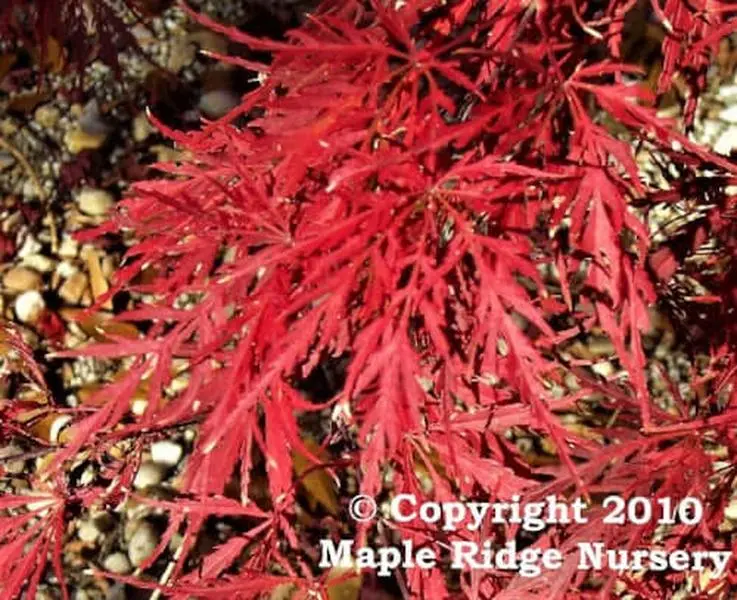 Acer palmatum 'Inaba shidare' Dwarf Japanese Maple