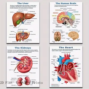 4 Unframed Biology Posters, Human Anatomy, Organs, Detailed Charts, Classroom Decor, 8x10 Inches, Educational Wall Art, Durable Paper