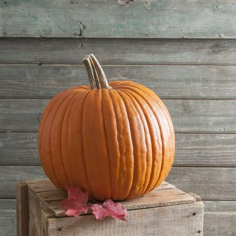 40 Pumpkin Seeds, Heirloom Non-GMO Seeds, Four Seasons Vegetable Seeds, Home Gardening