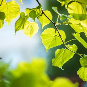 Paper White Birch Tree – Live Bare Root, 2–3 ft | Betula papyrifera