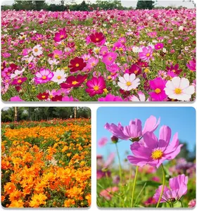 Pyrethrum Seeds: 300 Sensation Mix Cosmos Bipannatus seeds, one year old, drought resistant, self sowing, outdoor mixed flower seeds, easy to grow pollinating gardens and cut flowers (AAS winner)