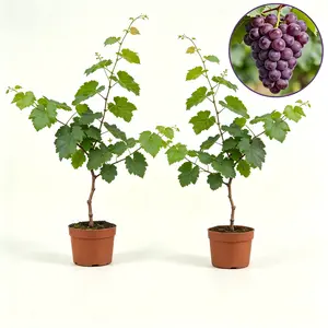 Live vines, sweet succulent grape seedlings, easy to cultivate, suitable for both north and south, potted and planted, fast results