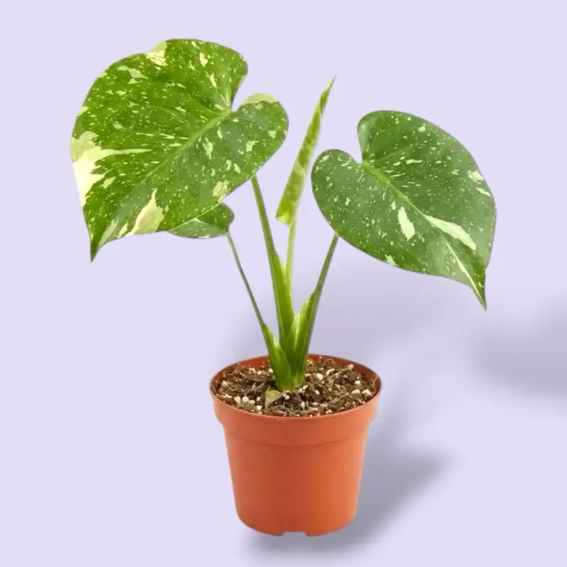 Monstera Thai Constellation 4” - Rare