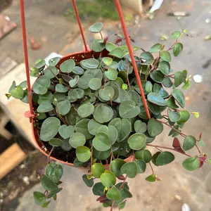 Peperomia ruby Cascade plant collection