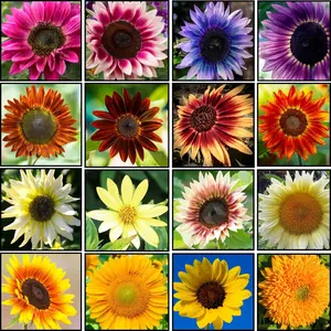 Home Grown Sunflower Seeds for Planting 50 Pcs SunFlower Seeds  to Plant for Home Garden Outdoors