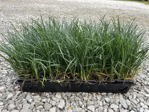 Mondo Liriope Grass 3"/18 Pack Tray (Ophiopogon japonicus) Also Known as Lilyturf, Monkey Grass and Snake's Beard.