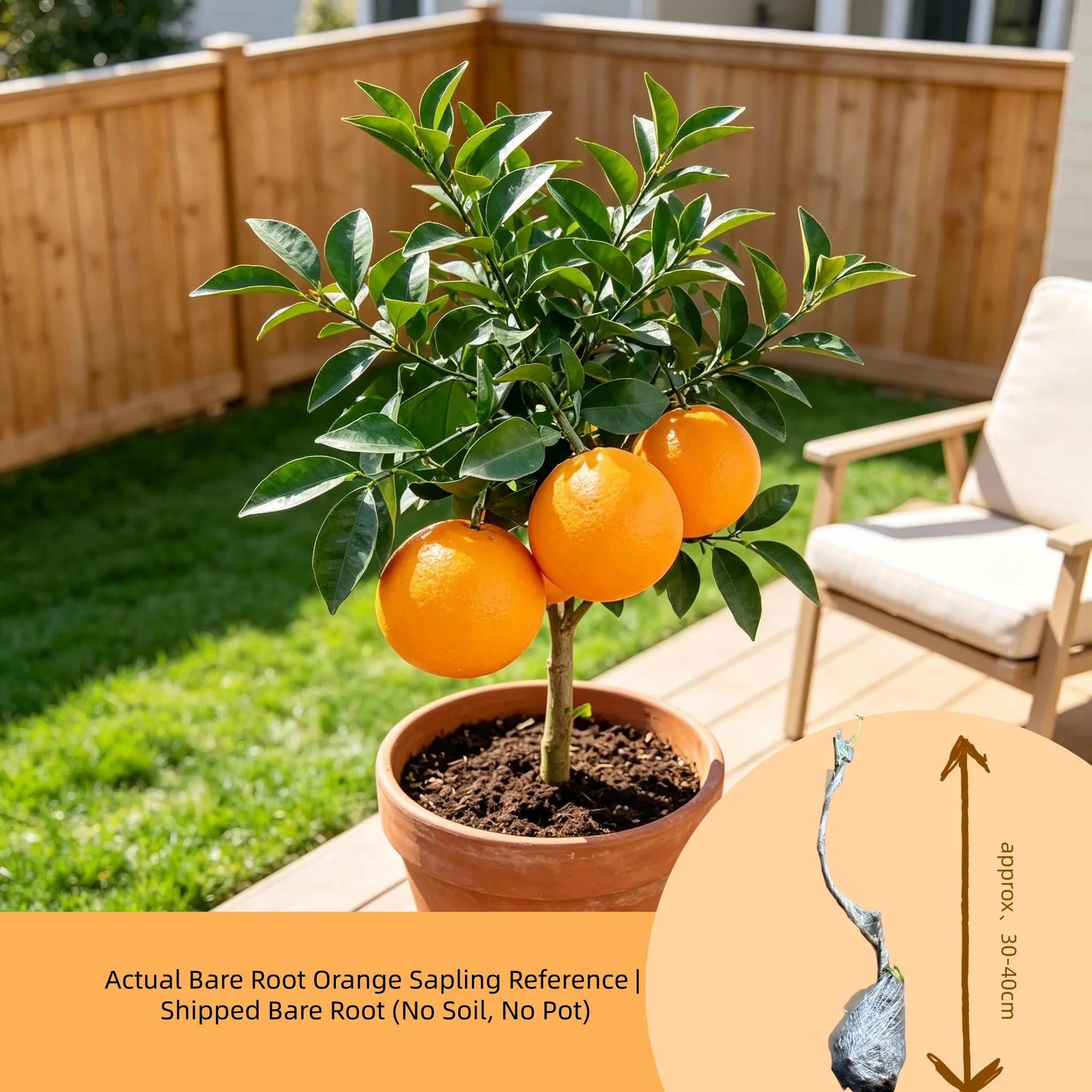 Sweet Orange Tree Live Plant, Bare Root No Pot No Soil, Hardy Fruit Tree for Backyard Patio Home Garden, Fresh Edible Orange Citrus Tree Seedling