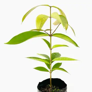 Rose apple fruit tree Tropical Plantae - Home Garden easy plant