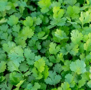 400 Whole Cilantro Seeds for Planting, Coriander Seeds Heirloom Vegetable for Home Garden