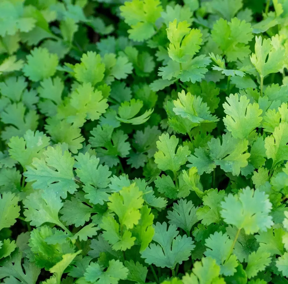 400 Whole Cilantro Seeds for Planting, Coriander Seeds Heirloom Vegetable for Home Garden