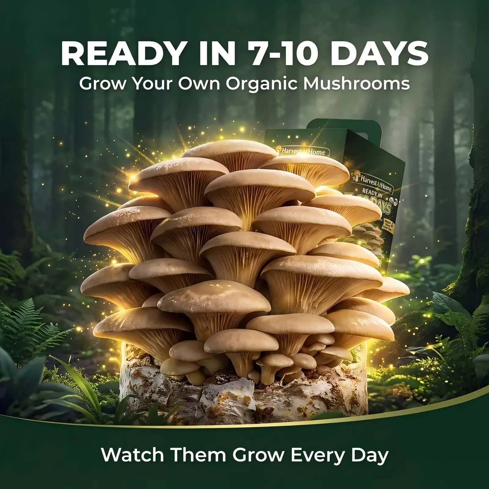 Organic Oyster Mushroom Grow Kit 3.5 lb | Grow Mushrooms at Home | Ready in 7–10 Days | No Soil No Sun | High Yield Kit | Beginner Friendly | Indoor Gardening Kit | Perfect Gift for Adults & KidsGift for Adults & Kids Food