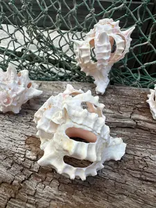 Vintage Sliced Pink Murex Shells