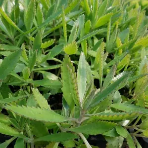 Alligator Plant/Mother of Millions Succulent Bare Root Plant