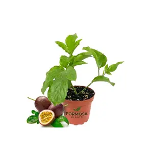 Passion Fruit Plant - 1 Live Plant in a 4 Inch Pot - Edible Tropical Vining Plant, Fast Growing Fruit Bearing Vine for Patio and Garden - Passiflora edulis