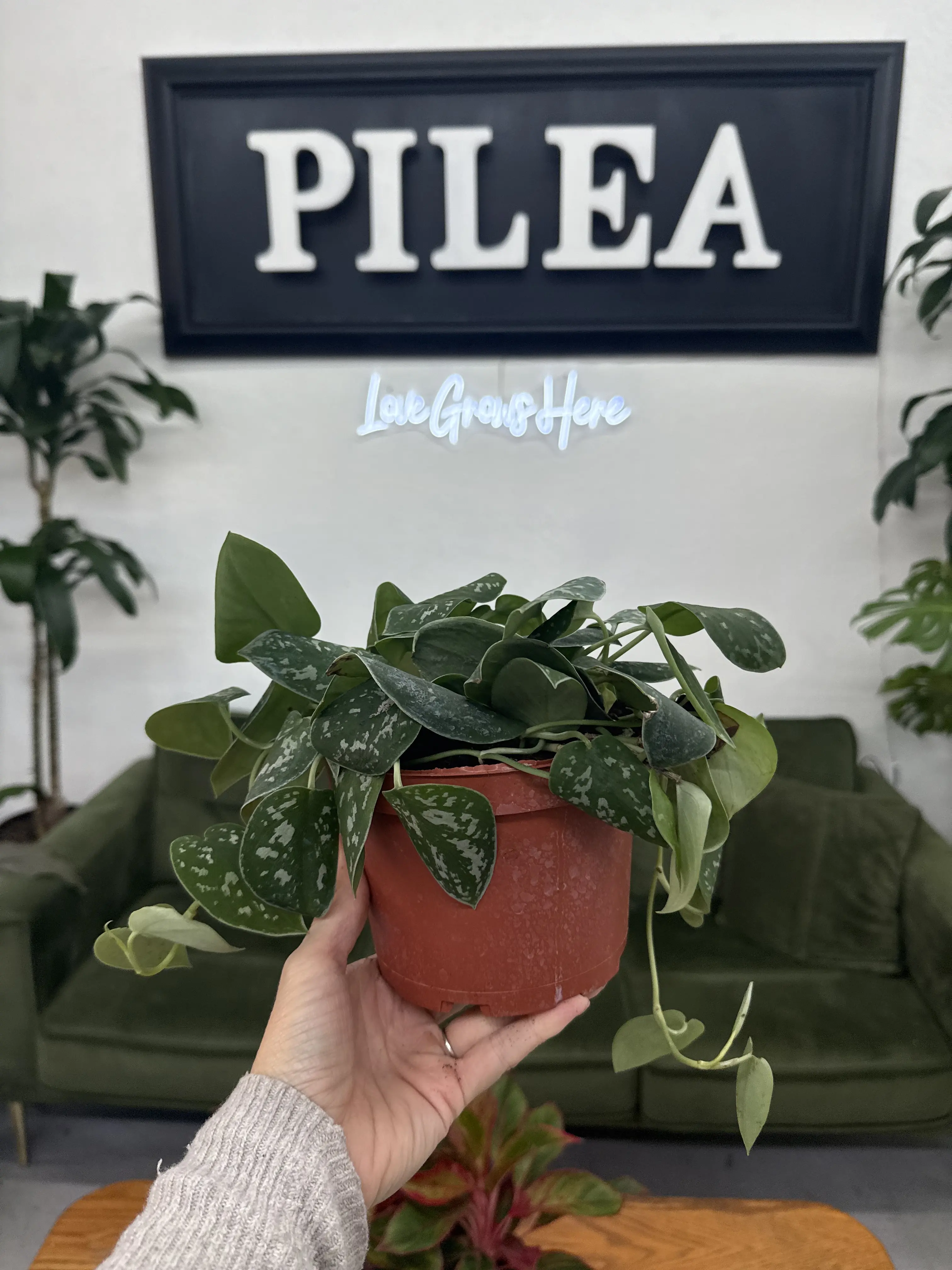 Silver Ann Pothos – 6" Silvery Trailing Vine, Lush & Easy-Care Houseplant