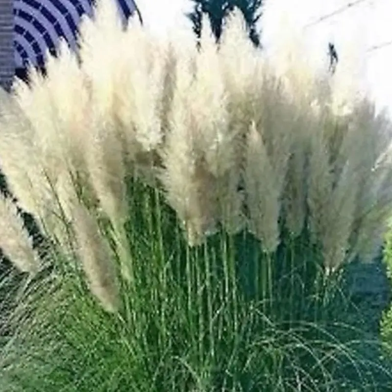 White Pampas Grass Live Plants, 3 Plugs - Outdoor Garden Home Improvement Decor plant enthusiast
