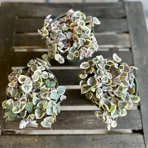 4” Variegated String of Hearts - Full / High Variegation