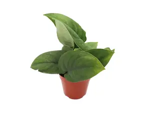 Scindapsus pictus 'Jade Satin'  - 4'' from California Tropicals