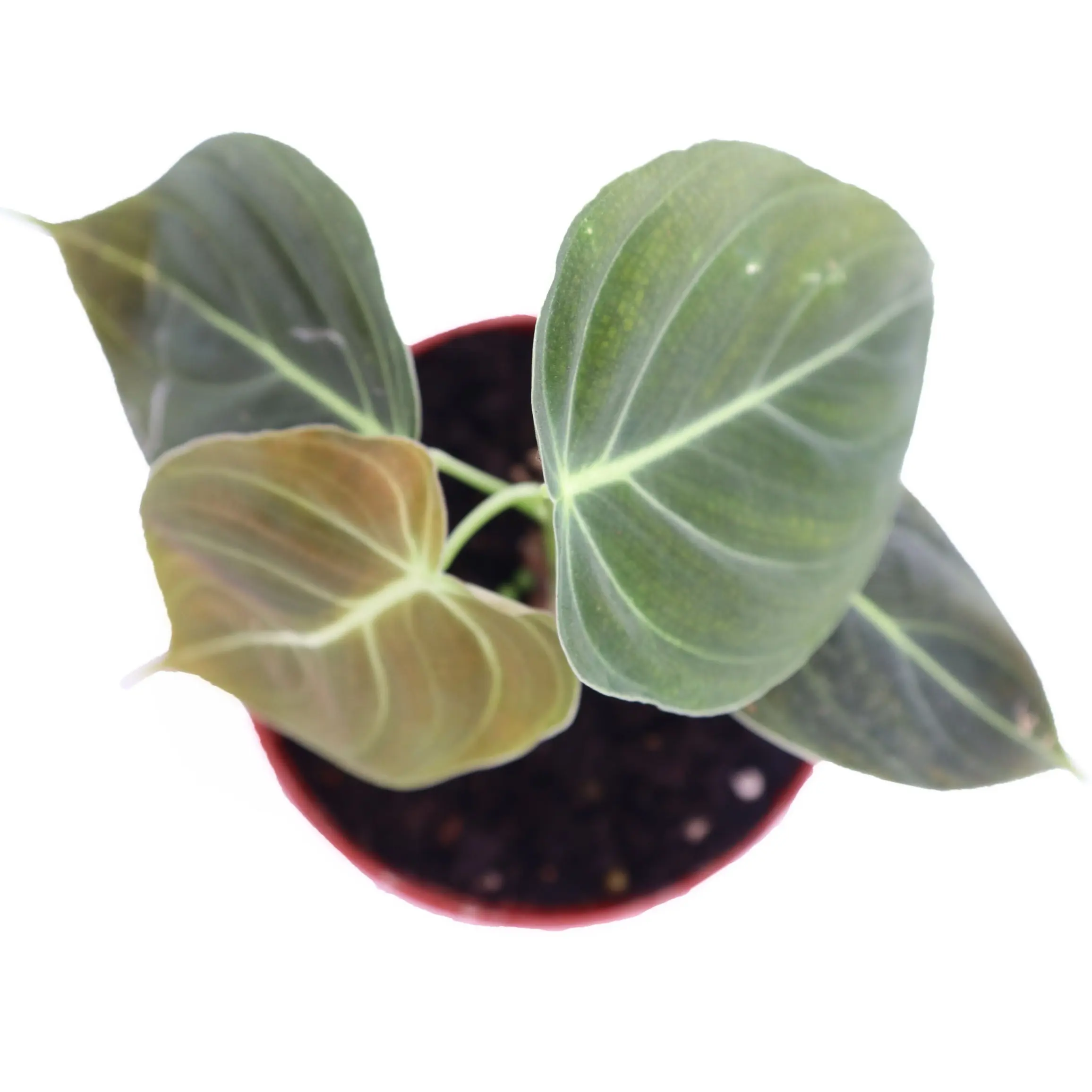 Philodendron MELANOCHRYSUM - 4" from California Tropicals - TikTok Shop