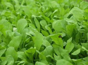 Arugula Rocket Salat - 1000+ seeds