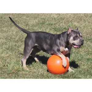 INDESTRUCTIBLE BALL - LARGE INDESTRUCTIBLE BALL - LARGE