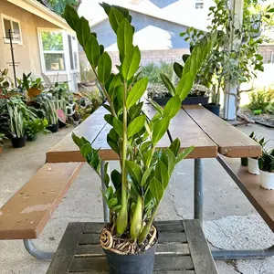 6” variegated ZZ Plant - Extra Full