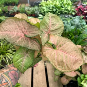 4” Pink strawberry Syngonium