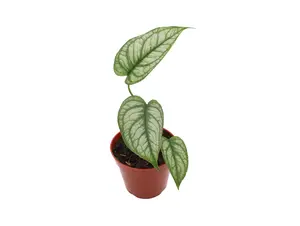 Monstera Siltepecana subspecies El S.- 4" from California Tropicals