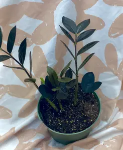 Black Raven Zz Plant - Zamioculcas Zamiifolia Raven - Jet Black Zz Plant