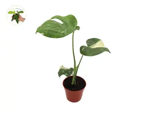 Monstera Thai Constellation - 4'' from California Tropicals