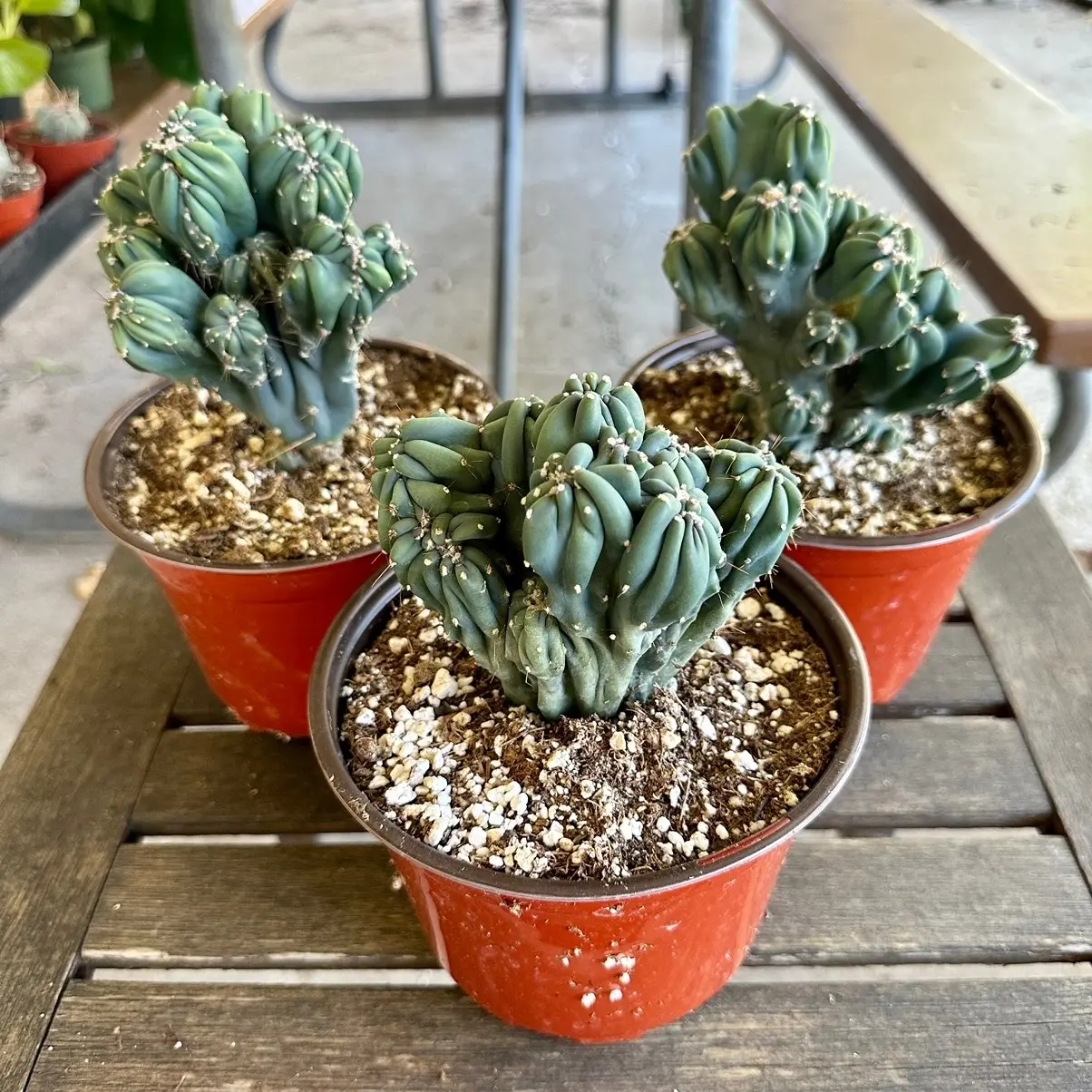 6” Myrtillocactus Geometrizans “Crested” Rare cactus and succulents