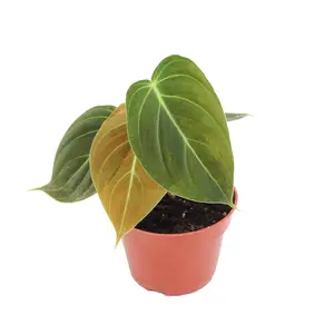 Philodendron MELANOCHRYSUM - 4" from California Tropicals
