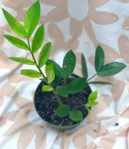 Chameleon ZZ Plant - Zamioculcas Zamiifolia 'Chameleon' - Zanzibar Gem