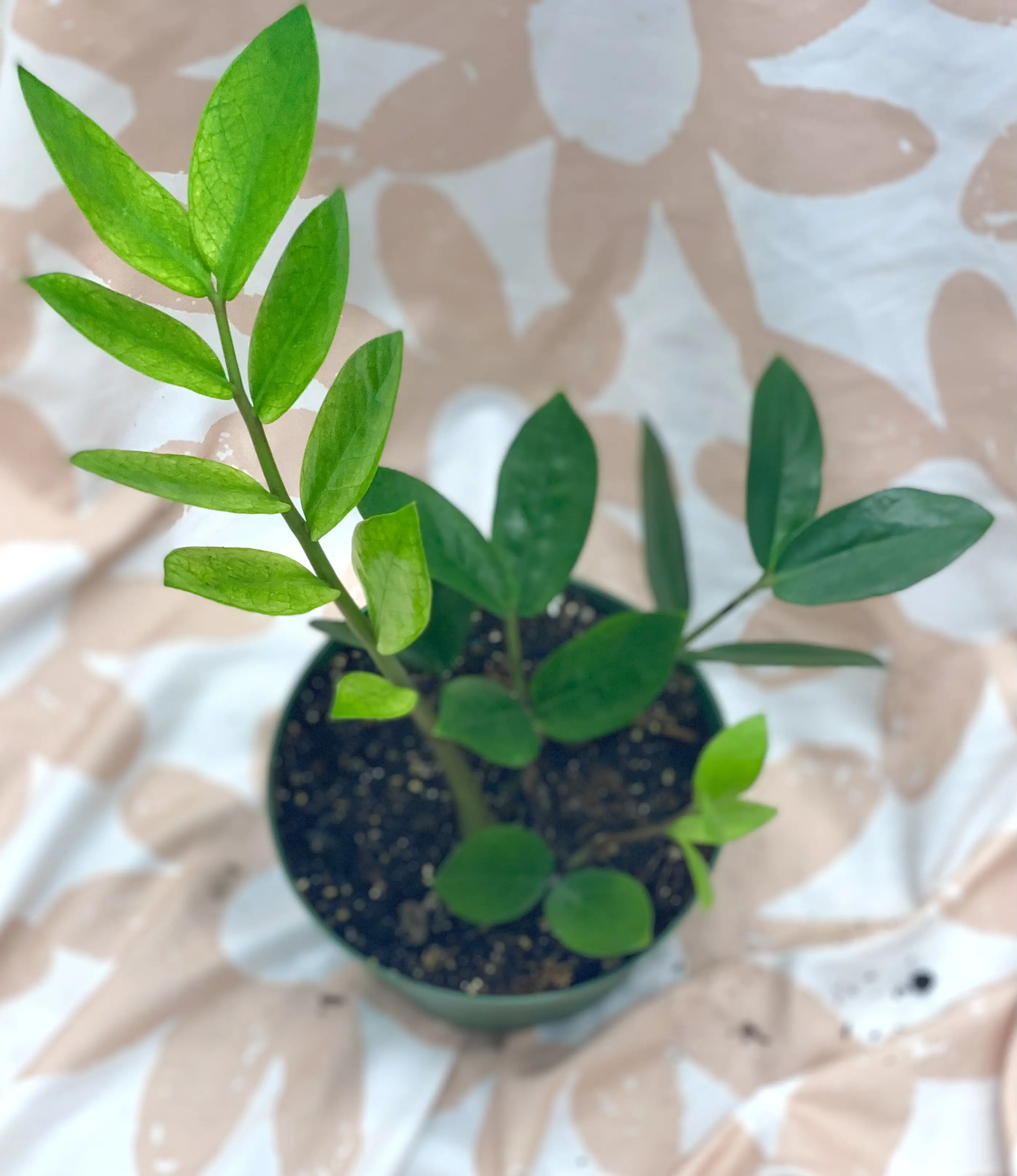 Chameleon ZZ Plant - Zamioculcas Zamiifolia 'Chameleon' - Zanzibar Gem
