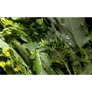 Broccoli (Rabe, Rapini) Raab - 500+ seeds