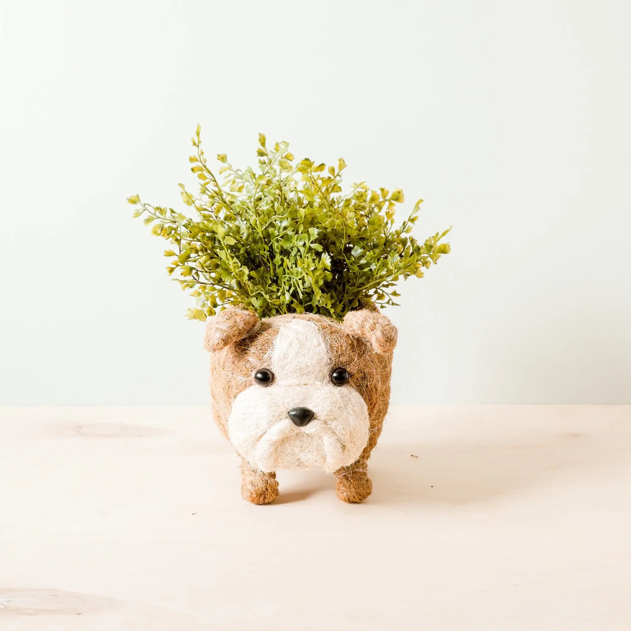 English Bulldog Planter - Coco Coir Pots | LIKHÂ