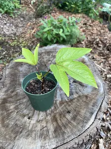 Roselle Jamaica / Hibiscus