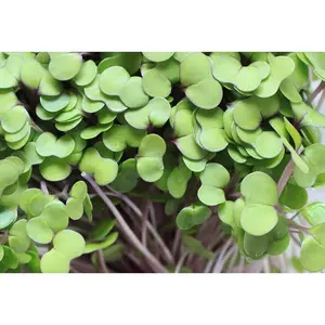 Arugula Rocket Salat Microgreens - 23,000+ seeds