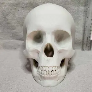 3d Printed Human Skull