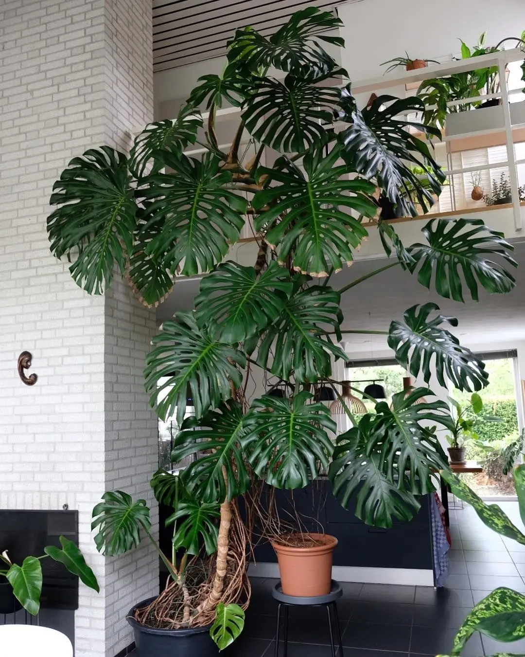 Giant Monstera Deliciosa LIVE PLANT (Swiss Cheese Plant, Ceriman, Cutleaf  Philodendron, Mexican Breadfruit) 3ft - shipped from sunny Florida Colorful  Decoration Vines Tropical Room Decorative Iron Ornaments Outdoors - TikTok  Shop