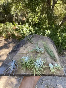Air Plant Party Pack - Small Party - Three Plants (3)